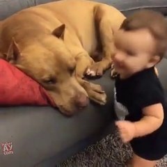 FUNY AMZING VIDEOS (3