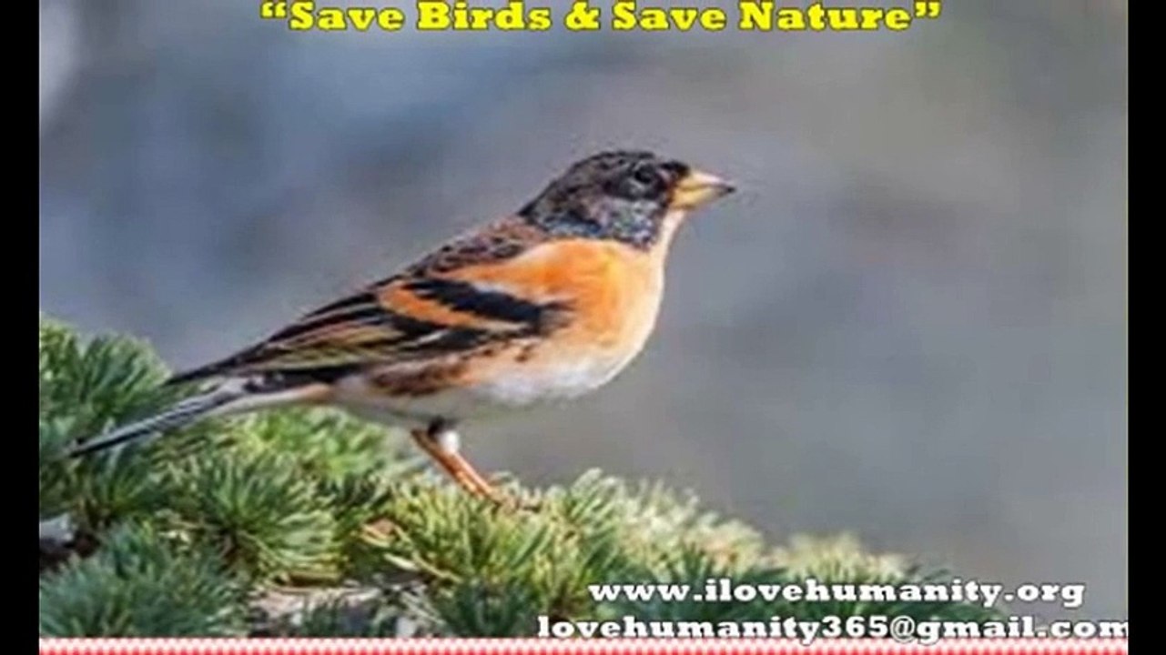 save birds