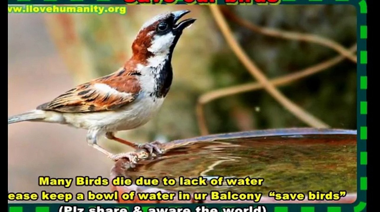 Save the Birds