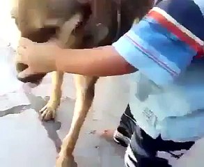 Baby Bites A Dog!...! Very fuNny Video