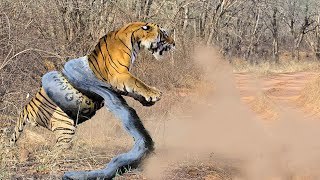 Giant ANACONDA attacks TIGER - Animal Fight Python vs Tiger vs Jaguar Real Fight