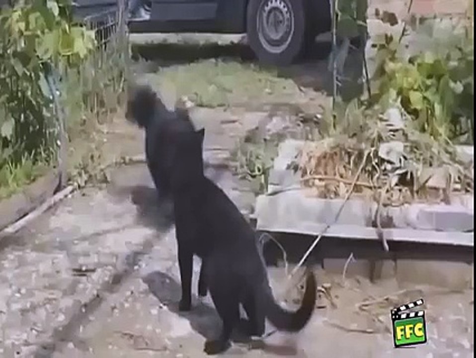 Funny and Cute Animals - Watch & enjoy