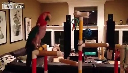 Попугай танцор