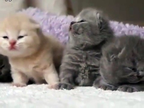 Сонные малыши котята