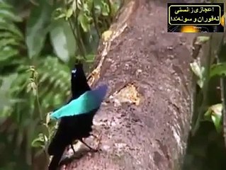 Amazing CREATION of ALLAH!