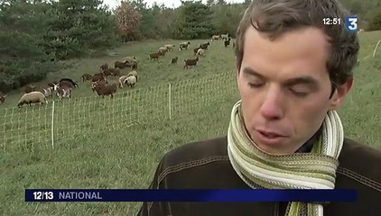En Lozère, des patous pour protéger les moutons