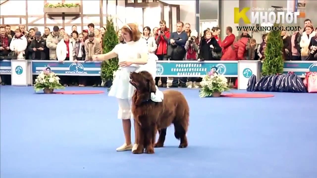 Dog Show Eurasia 2012 Russia Moscow Freestyle