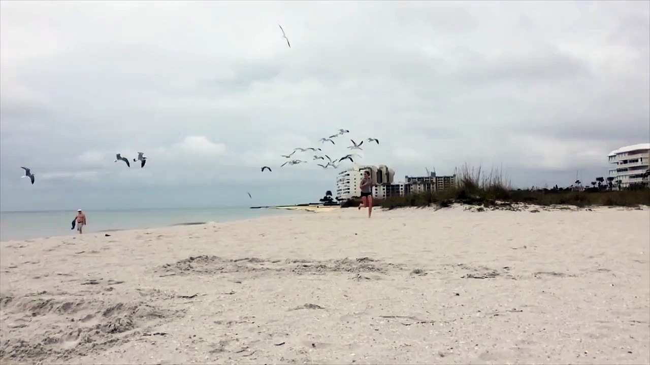 Seagulls Chase A Girl Down The Beach