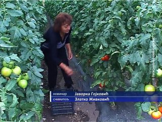 FAO pomaže oštećene boljevačke poljoprivrednike, 29. novembar 2015. (RTV Bor)