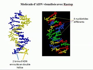 La molécule d'ADN