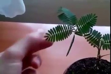 Creation of Allah - An amazing Video - سبحان اللہ قدرت کا کرشمہ