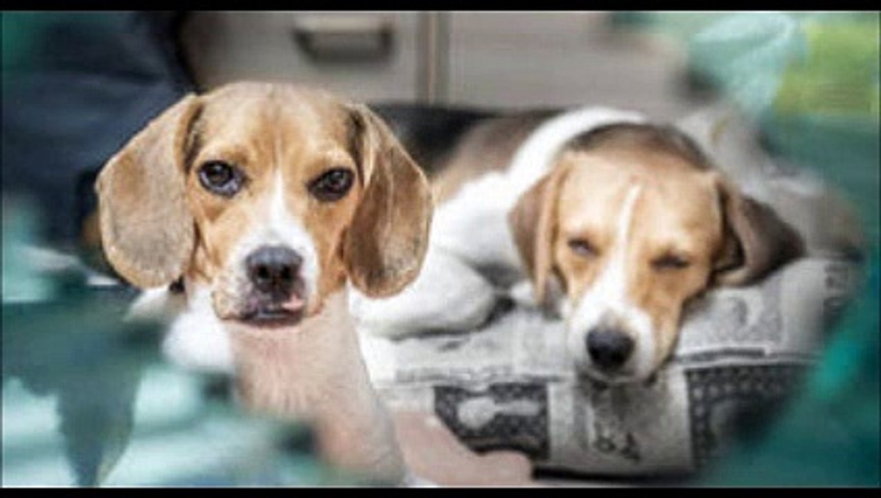 Chine : bientôt une usine géante de clonage pour vaches et chiens ?