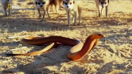Sıra Dışı Canlılar-Hayatta Kalanlar-3