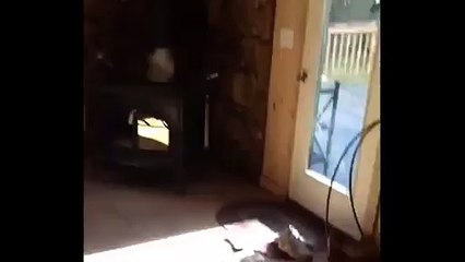 Denver Official Guilty Dog Video www.facebook.comguiltydog