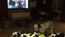 Dalmatian Falls Asleep Standing Up animalfun TV