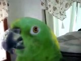 Amazon sings wonderfully. Parrot sings a song
