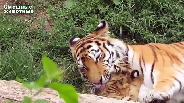 Cubs animais que vivem no jardim zoológico. Animais engraçados