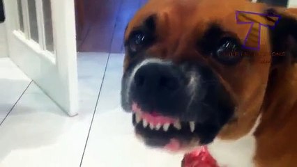 Cães reservatório proteger os ossos e brinquedos - cão engraçado (selecção)