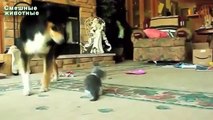 Os cães grandes que jogam com os gatinhos. Cães e cachorros