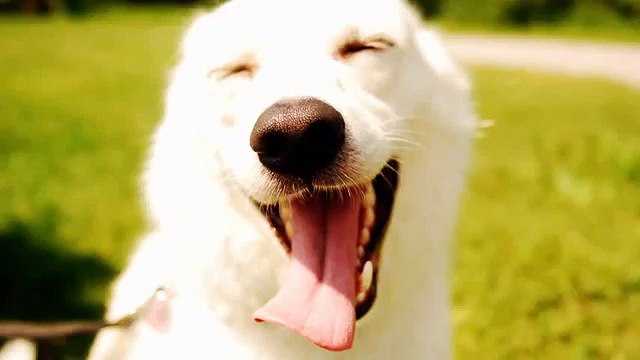 Que felicidade cão - divertido e engraçado cão