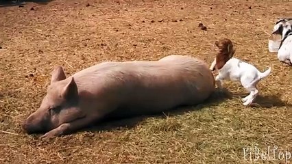 Relações animais. Animais engraçados