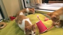 4 gato rojo y un extraño juguete. Los gatos aprenden nuevo juguete