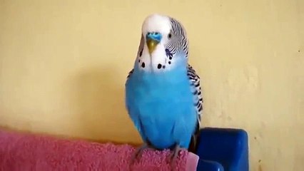 Periquitos hablador. Loro que habla divertido