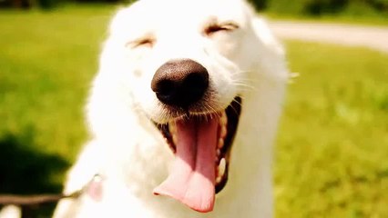 Qué felicidad perro - divertido y gracioso perro