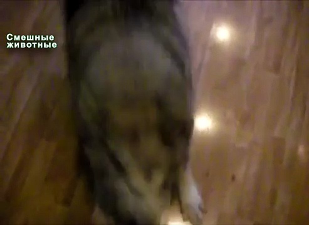 Parler chiens. Chiens parlent drôle