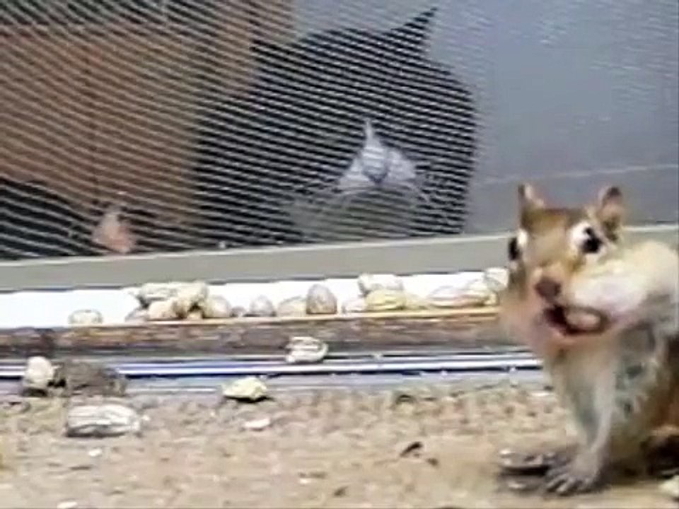 Une protéine et 2 chats. Drôle protéines et chats