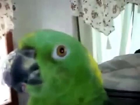 Amazon chante merveilleusement bien. Parrot chante une chanson