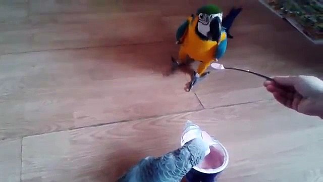 Ara et Gris comme le yogourt. Perroquets mangent du yogourt