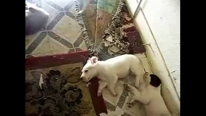 Courir dans un rêve. Chien dormir drôle et exécution