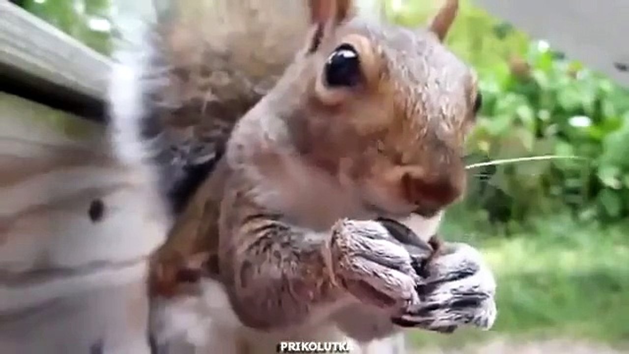 Ecureuil ici. Graines drôle d'écureuil de craquage