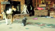 Les grands chiens jouant avec des chatons. Chiens et Chiots