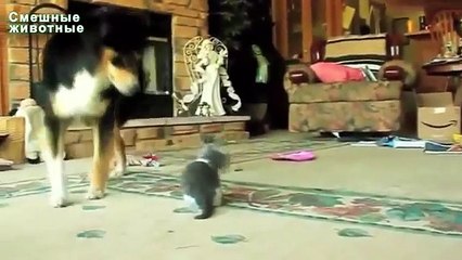 Les grands chiens jouant avec des chatons. Chiens et Chiots
