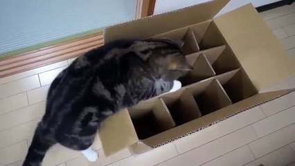 Boîte défectueuse. Funny cat tente d'entrer dans la boîte
