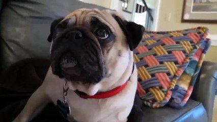 Ce qui est à blâmer pour le chien Funny Dogs