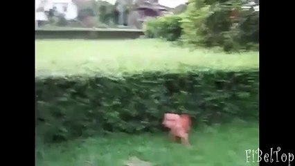 Bêtes de la vie gaie. Rzhachnye vidéos sur les animaux