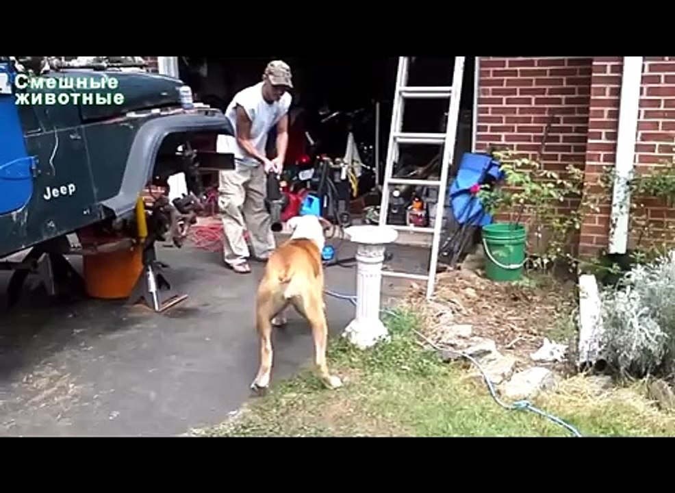 Souffleur Chiens. Les chiens comme les souffleuses à feuilles