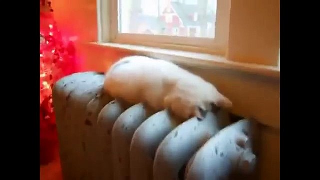 Вот так спят кошки. Смешное видео про кошек