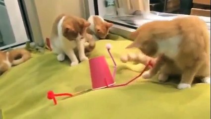 4 рыжих кота и странная игрушка. Кошки изучают новую игрушку