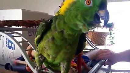 Амазон говорит и рычит. Забавный попугай