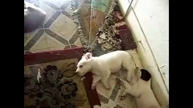 Бег во сне. Забавные собаки спят и бегут