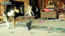Большие псы играют с котятами. Собаки и котята