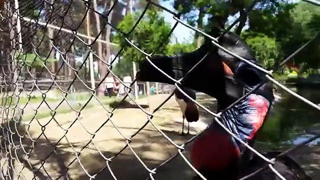 Весёлый зоопарк. Забавные животные в зоопарке