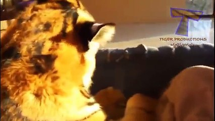 심지어 이국적인 동물이 집이 될 수 - 특이한 애완 동물 (컬렉션)