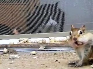 1 단백질과 2 고양이. 재미 단백질과 고양이