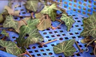 How It's Made Living Walls