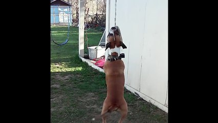 Dog Hangs and Swings on Rope